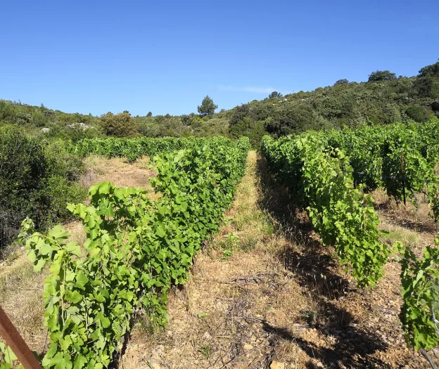 domaine de viticulture à Fontjoncouse près de Narbonne dans l'Aude 11