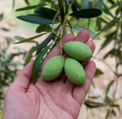 vente huile d'olive à Fontjoncouse près de Narbonne dans l'Aude 11