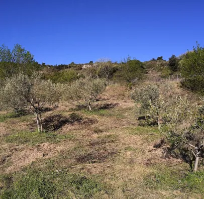 producteur d'huile d'olive à Fontjoncouse près de Narbonne dans l'Aude 11